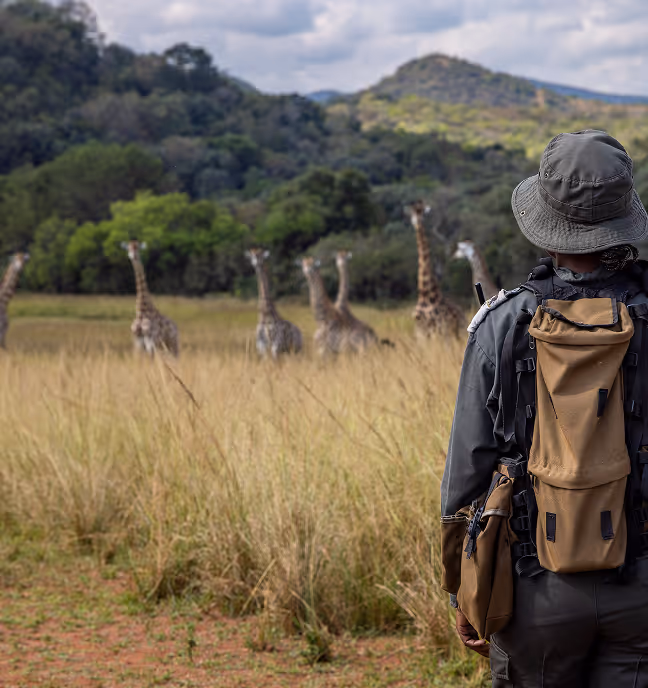 Person in safari gear observing a group of giraffes in a grassy savanna with trees and hills.