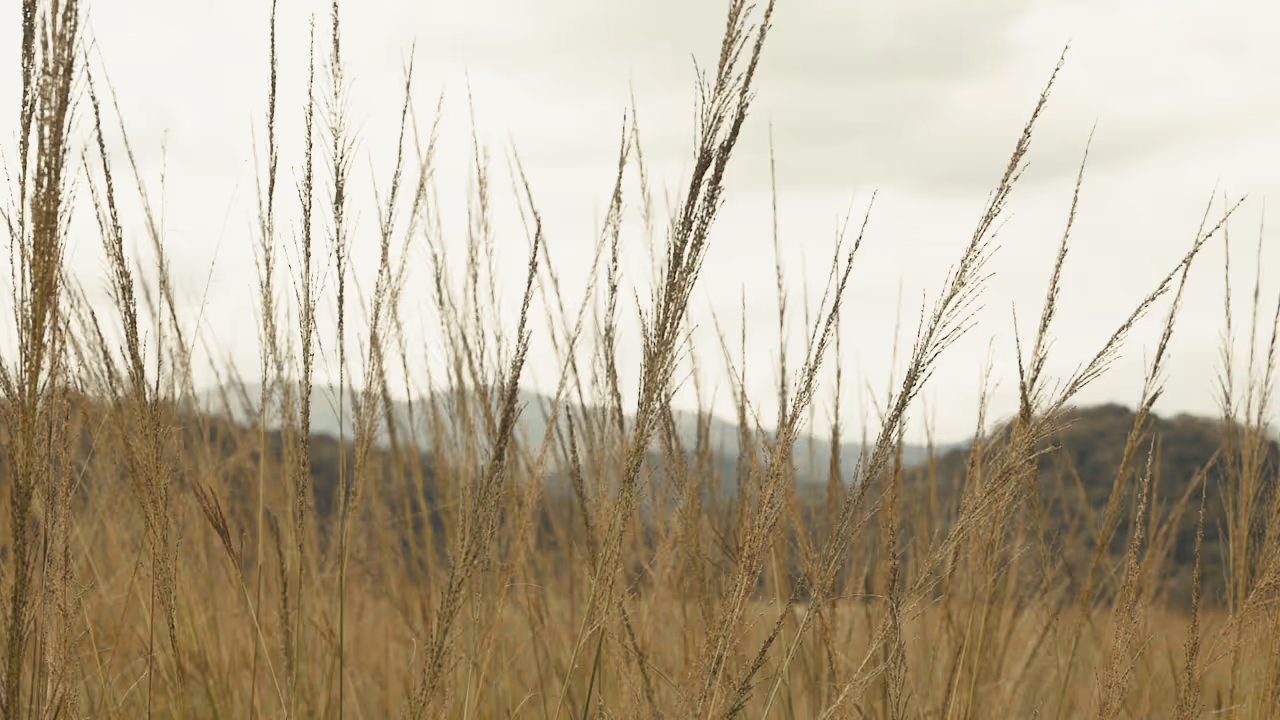 Tall dry grass stalks in a field with hills and cloudy sky in the background.