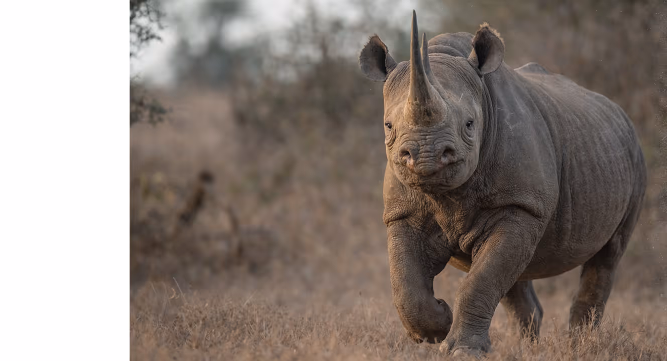 Young rhinoceros walking forward in dry grassland with blurred trees in the background.