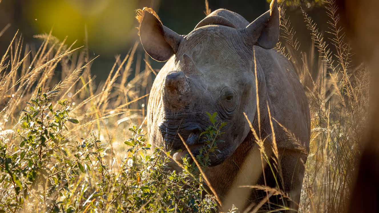 Close-up of a rhinoceros standing in tall grassy vegetation in natural light.