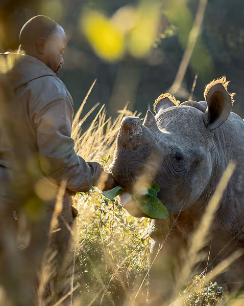 Man feeding a young rhinoceros green leaves in tall grass with sunlight in the background.