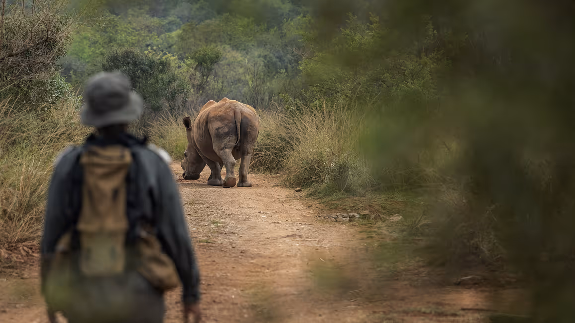 Person walking on a dirt path behind a rhino in a dense green wilderness setting.